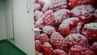 newrest raspberries with powdered sugar on them